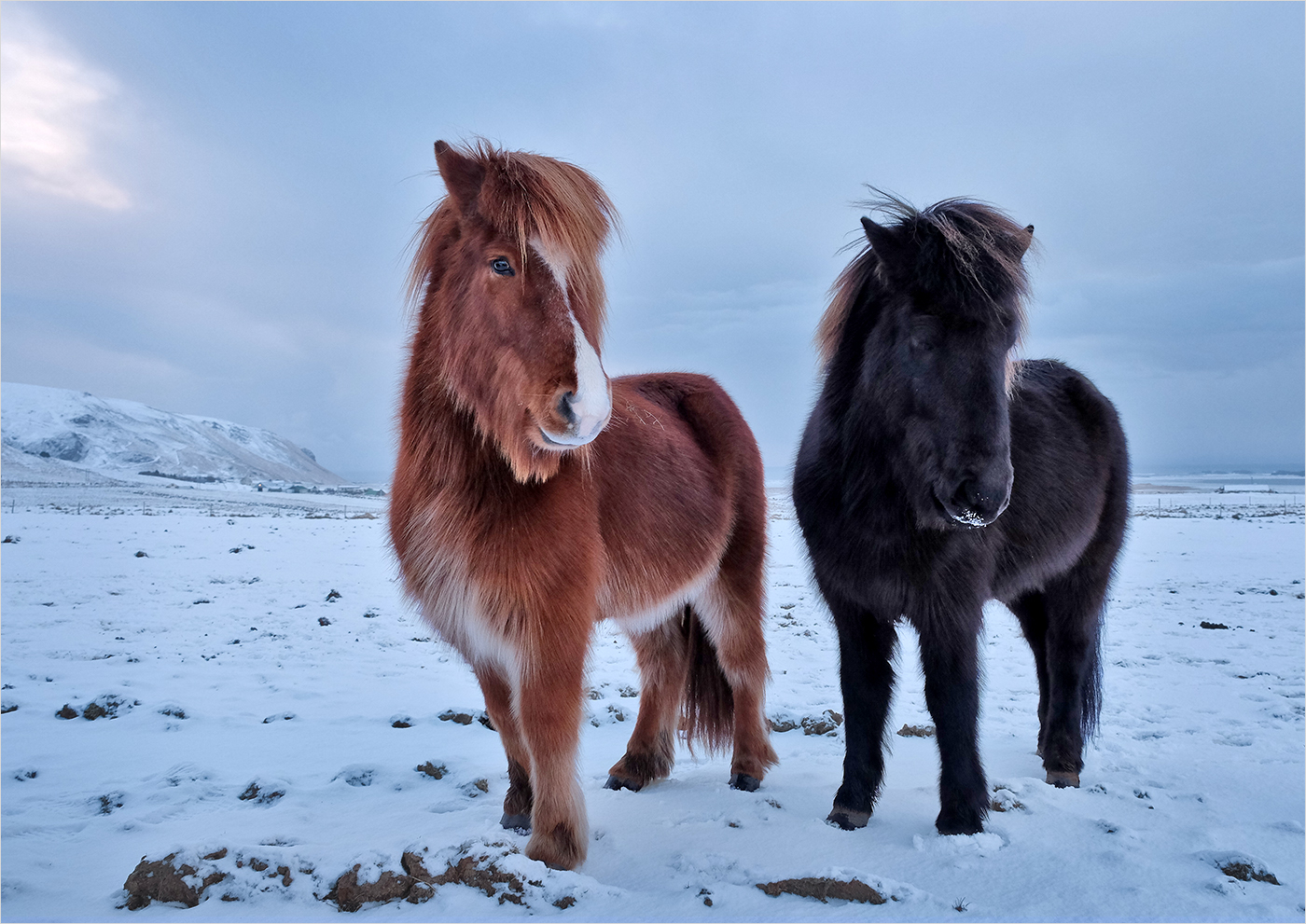 Icelandic Ponies2