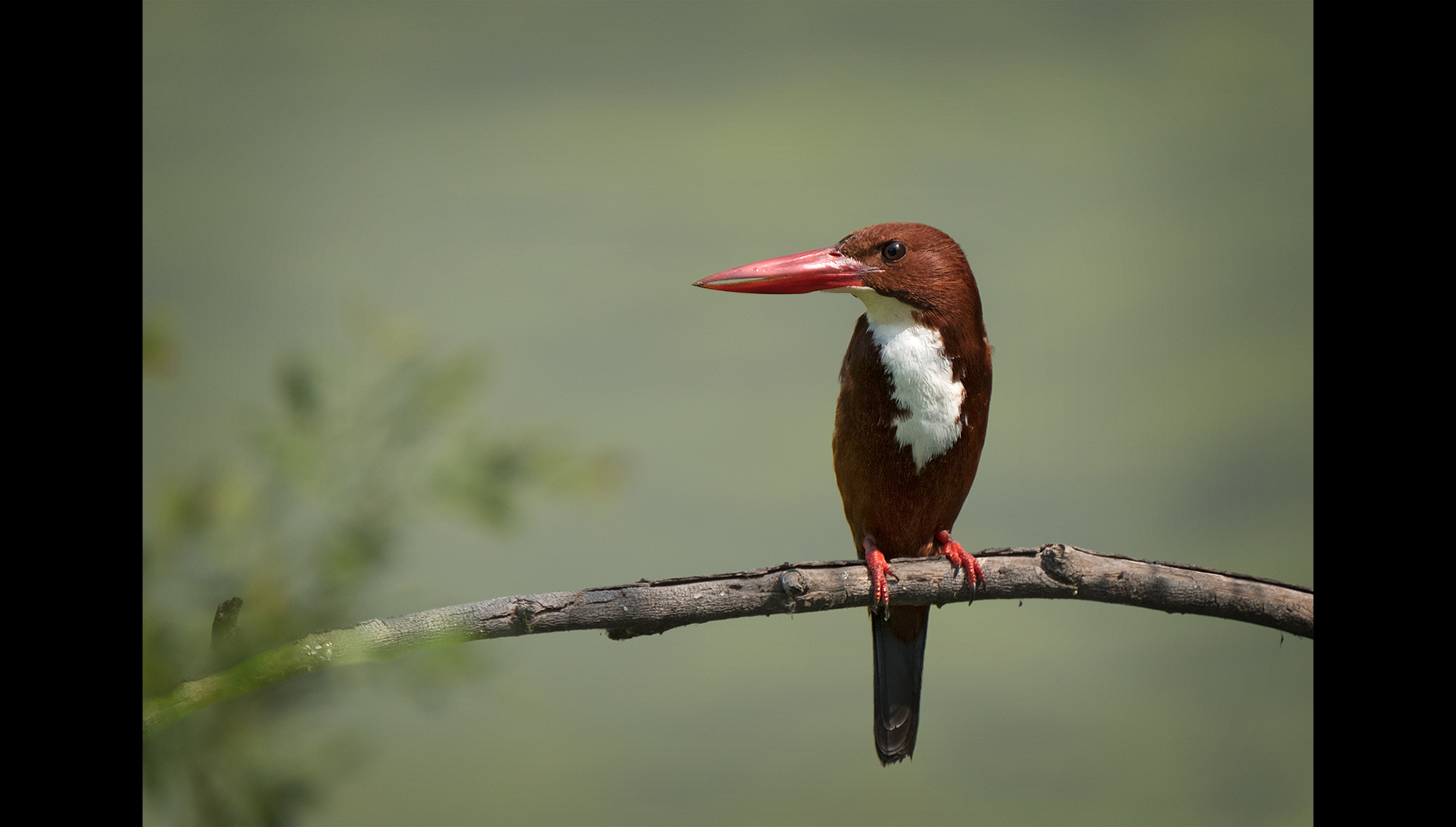 India – Birds of Bharatpur